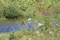 Beautiful image of river with egret, plants and flowers.