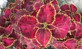 Abstract closeup picture of leafs in pink shade.