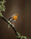 Stunning image of Robin Red Breast bird Erithacus Rubecula on branch in Spring sunshine Royalty Free Stock Photo