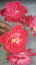 Nature beauty Rose(Rosa, Alain)Jhelum