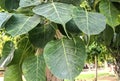 Beautiful image of sacred fig tree leaf india