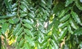 Beautiful image of saraca asoca leaf india