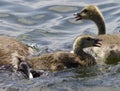 Beautiful image with a scared chicks of the Canada geese Royalty Free Stock Photo