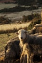 Beautiful image of sheep feeding in early morning Winter sunrise golden hour light in Lake District in English countryside Royalty Free Stock Photo