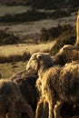 Beautiful image of sheep feeding in early morning Winter sunrise golden hour light in Lake District in English countryside Royalty Free Stock Photo