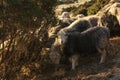 Beautiful image of sheep feeding in early morning Winter sunrise golden hour light in Lake District in English countryside Royalty Free Stock Photo