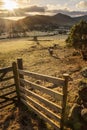 Beautiful image of sheep feeding in early morning Winter sunrise golden hour light in Lake District in English countryside Royalty Free Stock Photo