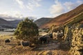 Beautiful image of sheep feeding in early morning Winter sunrise golden hour light in Lake District in English countryside Royalty Free Stock Photo