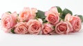 Soft and Serene: Pink Roses on a White Background - A Delicate Symbol of Love and Purity Royalty Free Stock Photo