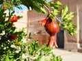 A picture of a small pomegranate with Plant pests sitting on its skin next to the leafy branches of a pomegranate tree ÃÂ  Royalty Free Stock Photo