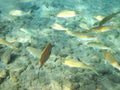 image of small school of fish with yellow stripes under the sea