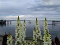 A boat between the flowers