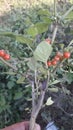 Nature beauty solanum villosum plant Jhelum