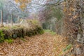 Image of a stone path with many dry leaves and a fence of barbed wire Royalty Free Stock Photo