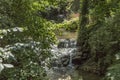 Beautiful image of a stream among lots of green vegetation