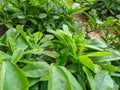 Beautiful image of talinum fruticosum edible plants india