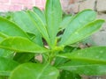 Beautiful image of talinum fruticosum plant leaf india