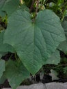 A beautiful texture green leaf Royalty Free Stock Photo