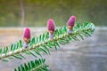 Purple cones on a branch of a Korean fir Royalty Free Stock Photo