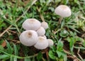 Beautiful image of tiny mushroom farm by nature india