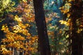 Beautiful image of trunk tree in mixed autumn forest with yellow leaves