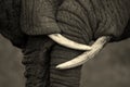 A beautiful image of two African elephants interacting and showing love and effection.