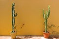 Potted Cactus plants against a yellow wall