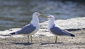 Beautiful image with two gulls in love