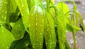 Beautiful image of water drop on saraca asoca leaf india