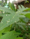 A beautiful image of water drops on fresh papaya leaves.