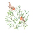 Beautiful image with watercolor mistletoe plant and robin bird. Stock illustraqtion.
