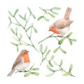 Beautiful image with watercolor mistletoe plant and robin bird. Stock illustraqtion.