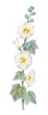 Beautiful image with watercolor summer white mallow flower painting. Stock illustration.