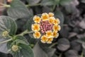 Beautiful image of west indian lantana camera flowering plant india