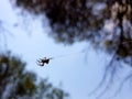 Beautiful image in which you can see a spider walking through the center of the image in a horizontal thread that holds it Royalty Free Stock Photo