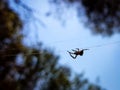 Beautiful image in which you can see a spider walking through the center of the image in a horizontal thread that holds it Royalty Free Stock Photo