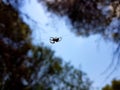 Beautiful image in which you can see a spider walking through the center of the image in a horizontal thread that holds it Royalty Free Stock Photo