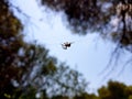 Beautiful image in which you can see a spider walking through the center of the image in a horizontal thread that holds it Royalty Free Stock Photo