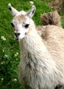 image of white llama eating bush in the Andes hills