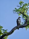 Beautiful image of a wild crested hawk-eagle in Sri Lanka