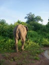 Beautiful image of a wild herd of elephants in Sri Lanka