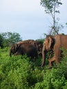 Beautiful image of a wild herd of elephants in Sri Lanka