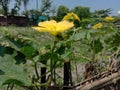 Beautiful image of a yellow flower from a farm. Royalty Free Stock Photo