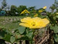 A beautiful image of of yellow flowers with green leaves.