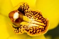 Close-up of the center of a yellow orchid with its pistils and small brown spots