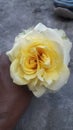 Nature beauty yellow rose flower Jhelum