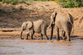 Beautiful Images of of African Elephants in Africa