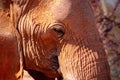 Beautiful Images of of African Elephants.