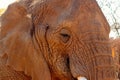 Beautiful Images of of African Elephants.
