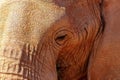 Beautiful Images of of African Elephants. Wild elephant close up, Namibia, Africa